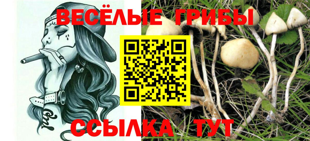 Псилоцибиновые грибы Cubensis Нерюнгри